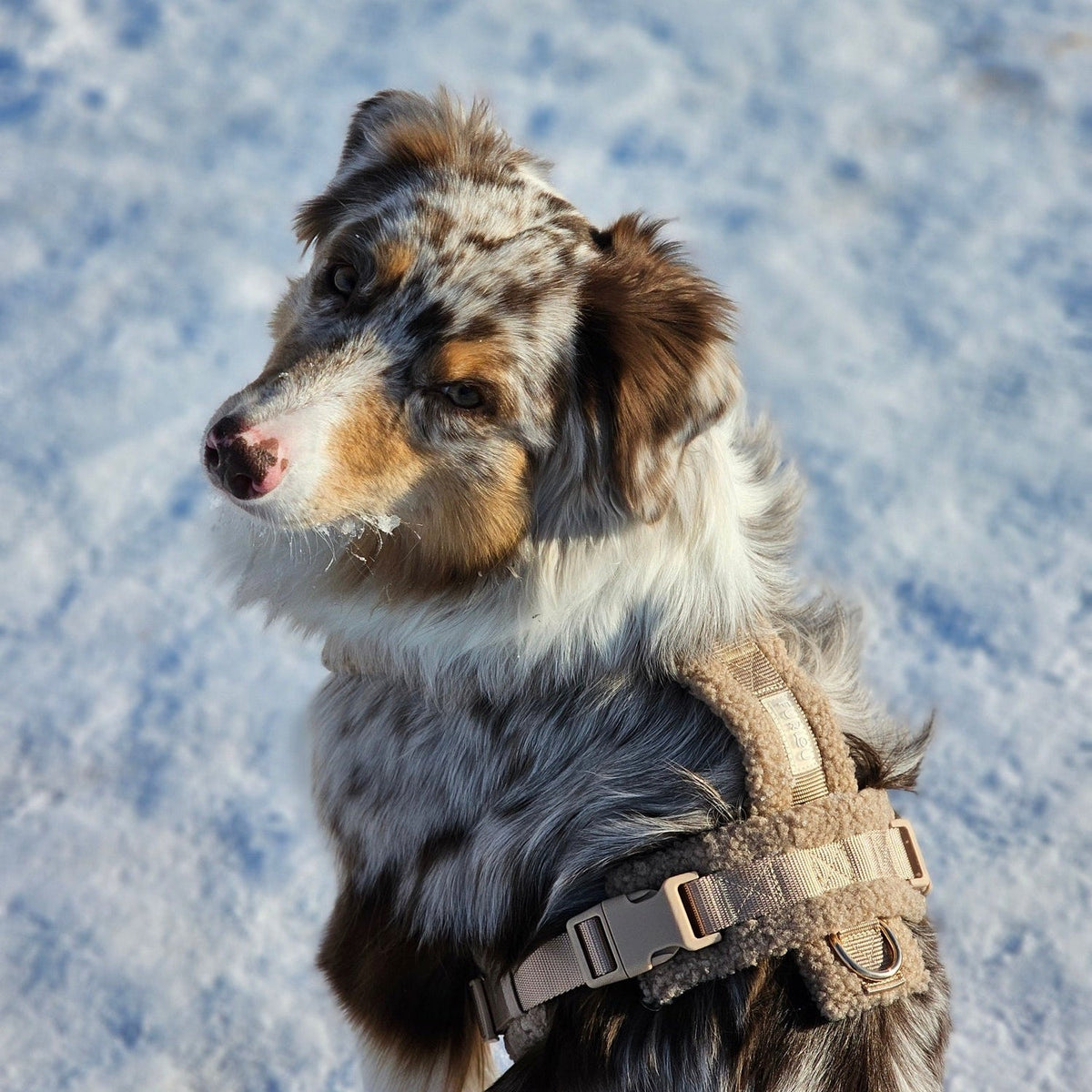 'Sand' - Sherpa Dog Harness