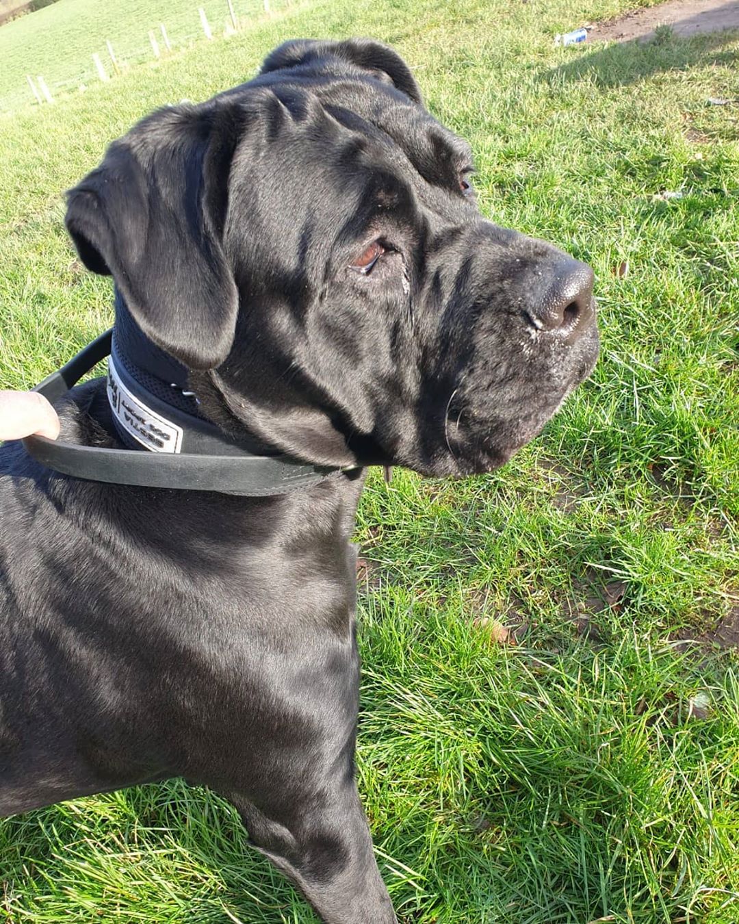 Bestia Dog Sport Handle Collar